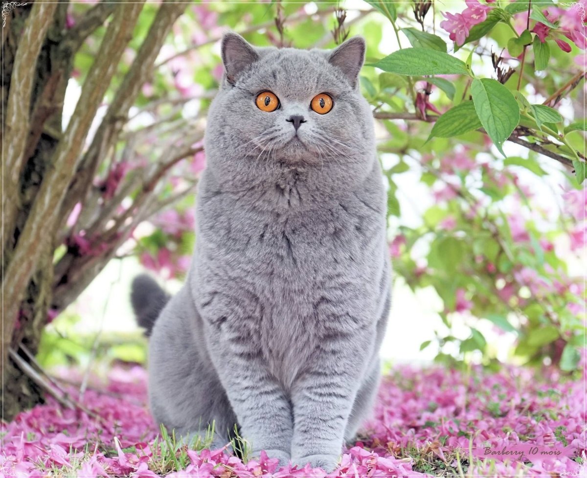 Британец кот Лилак