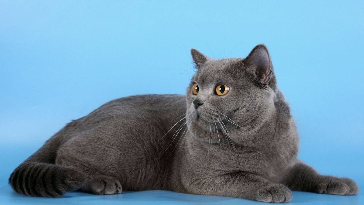 Британец кот