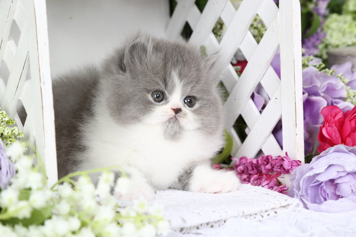 Британская кошка голубой биколор (Blue bi-Color) купить в Липецке