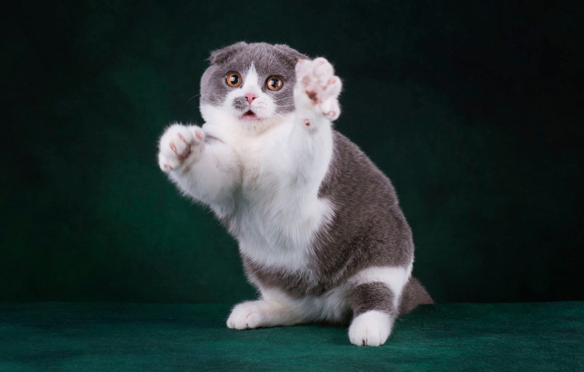 Манчкин Шотландская вислоухая