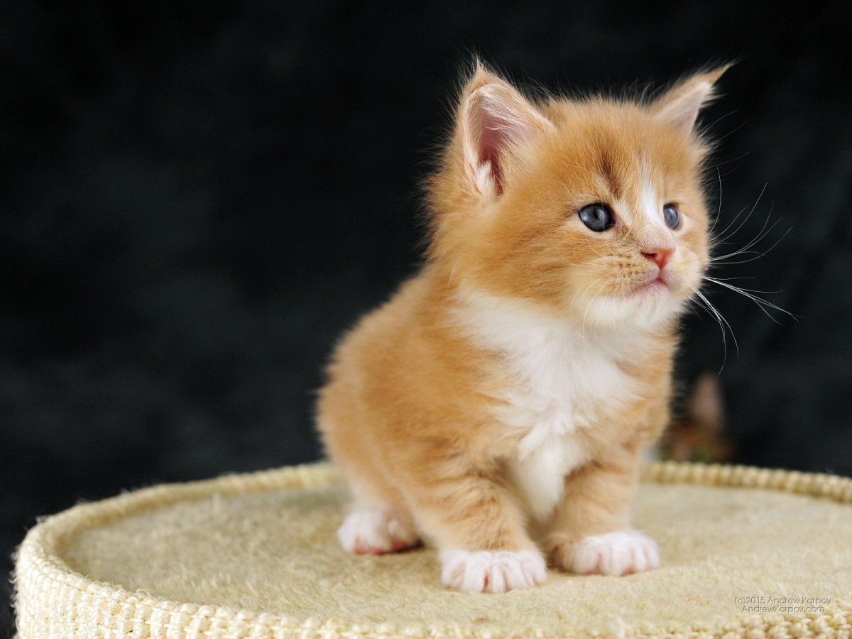 Рыжий котенок биколор