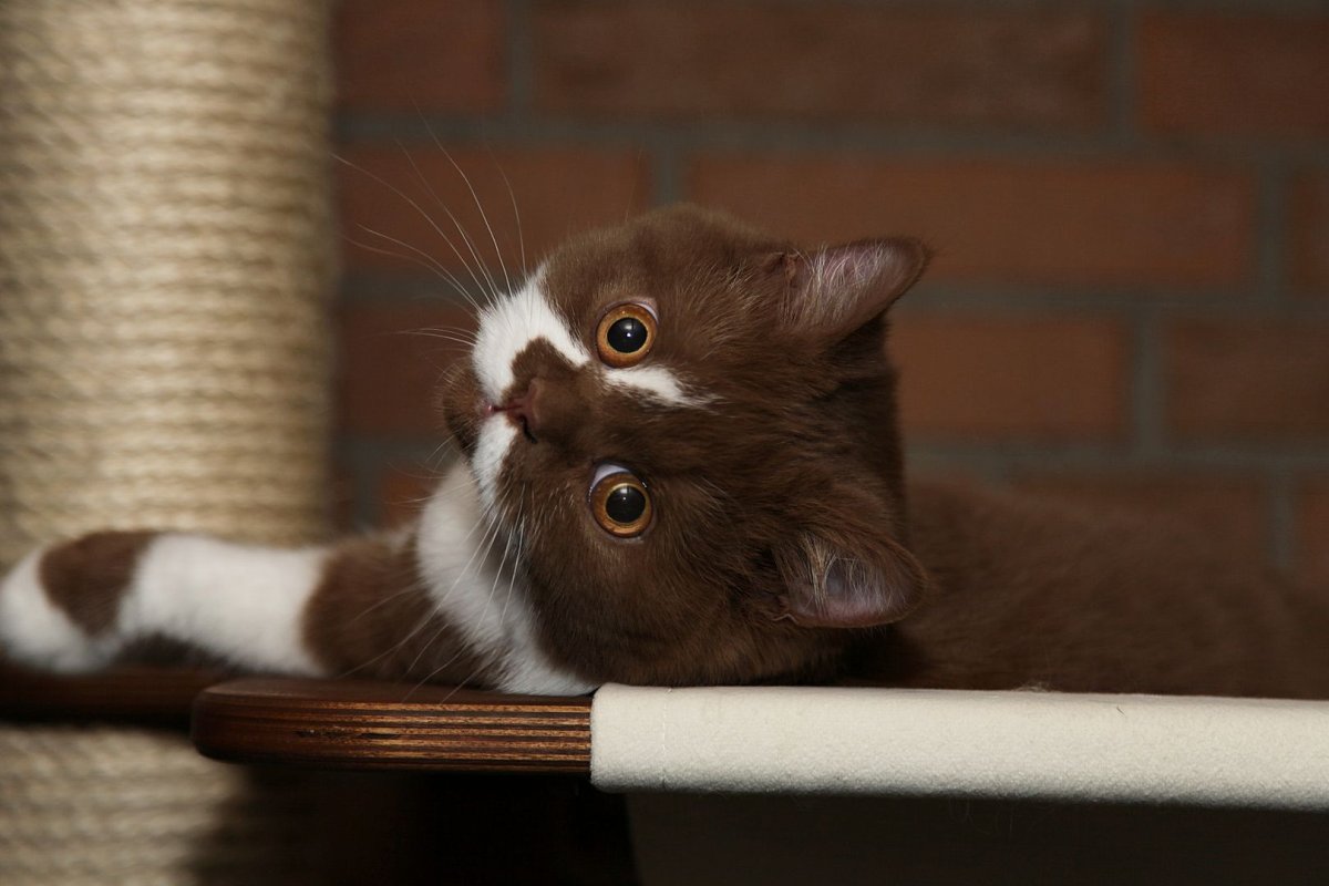 Бело коричневая кошка