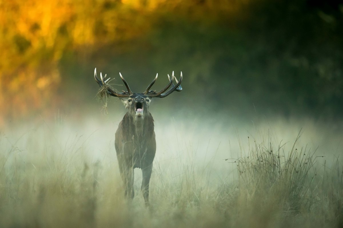 Олень в тумане
