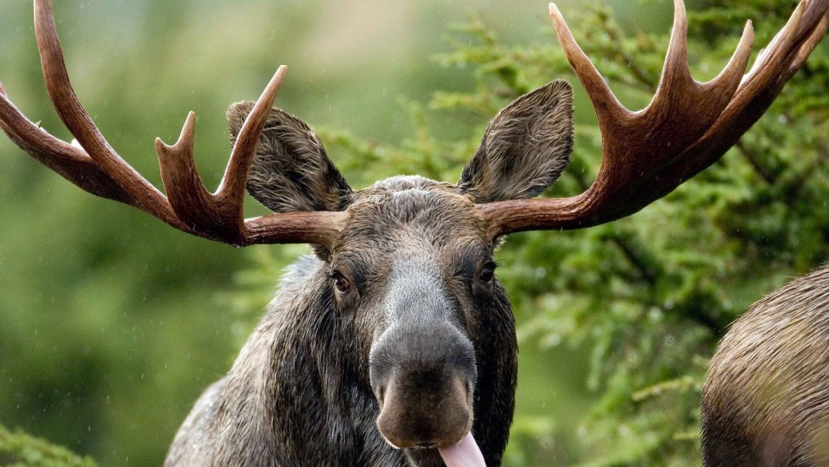 Таёжный Лось