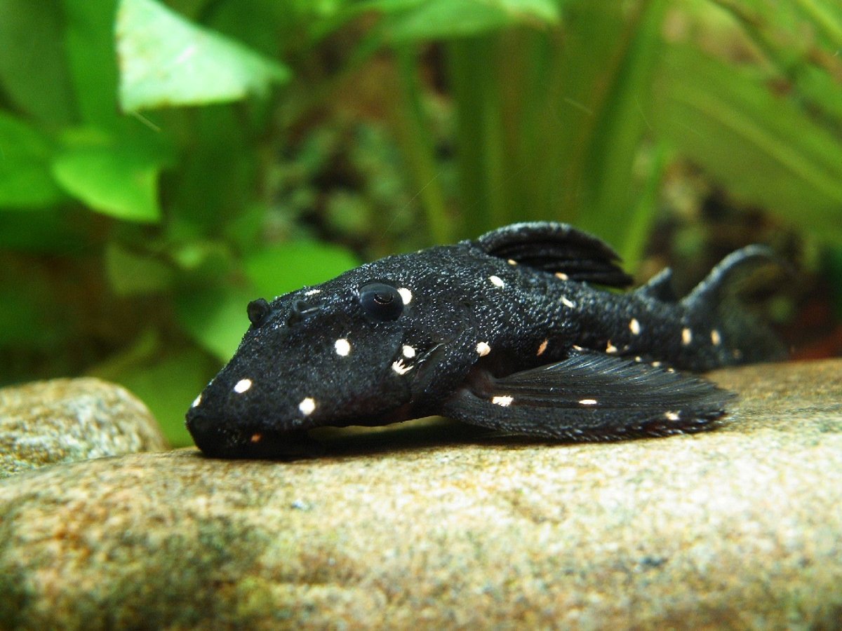 Краснохвостый сом альбинос