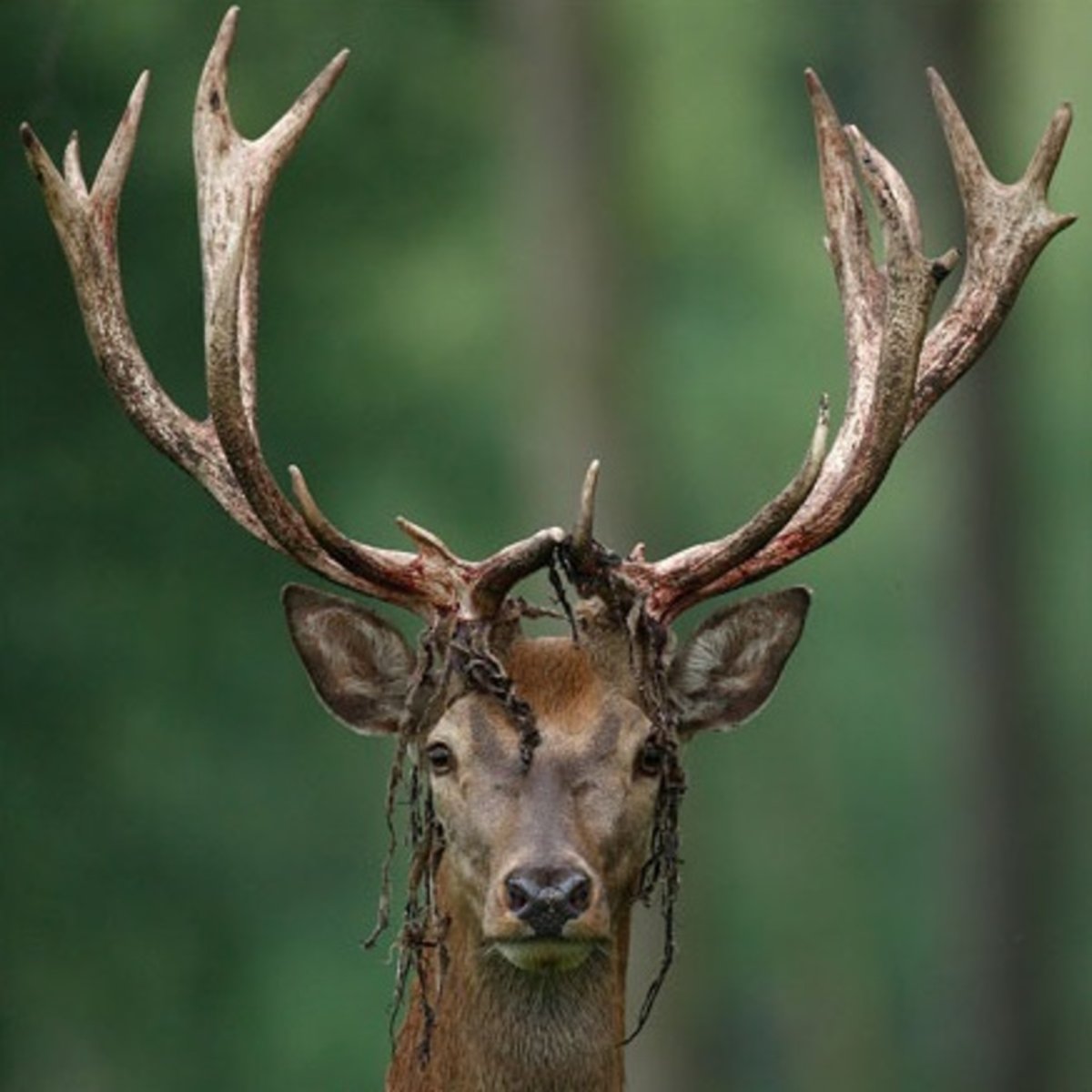 Ветвистые рога