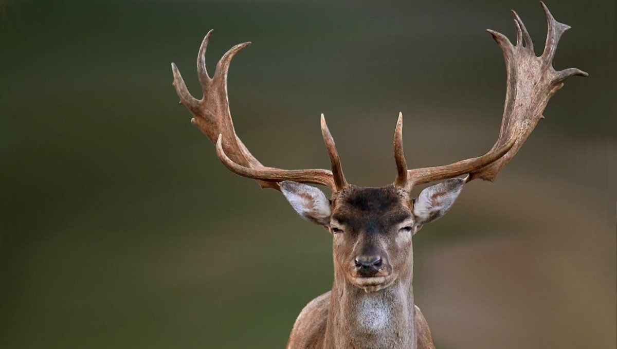 Смешной олень