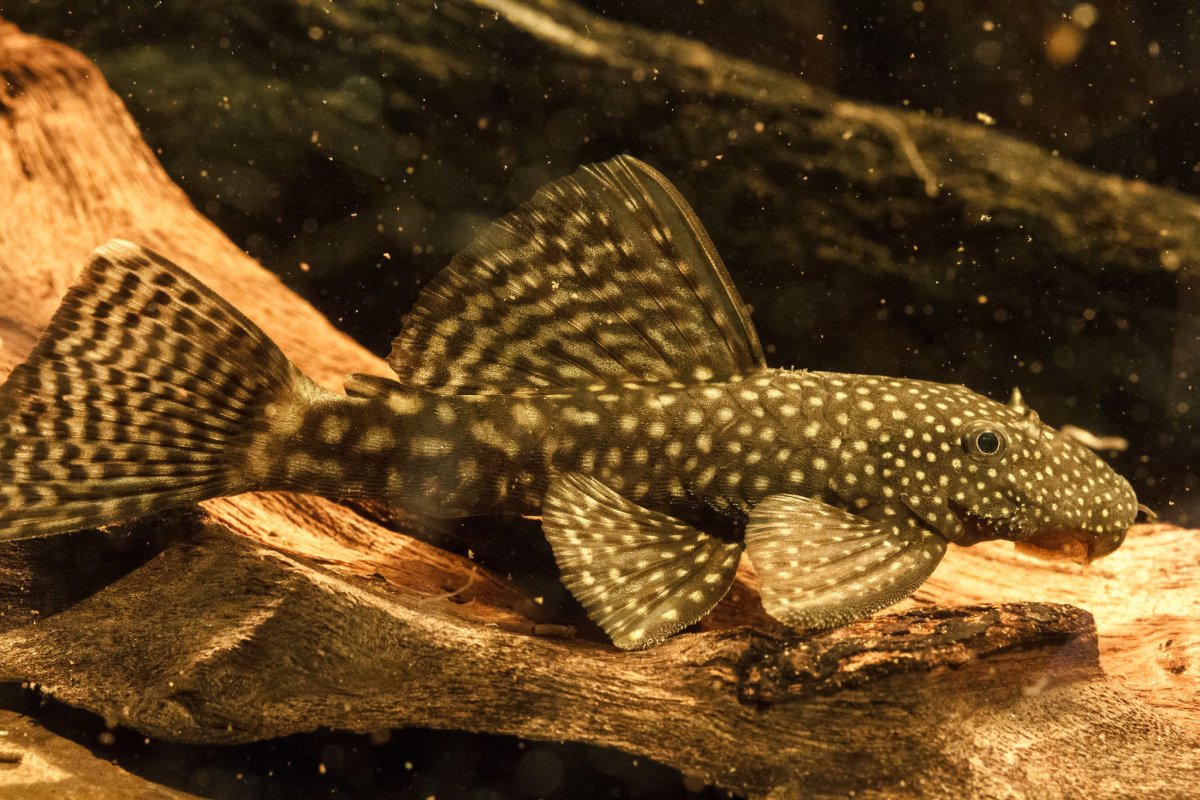 Гипанциструс l201