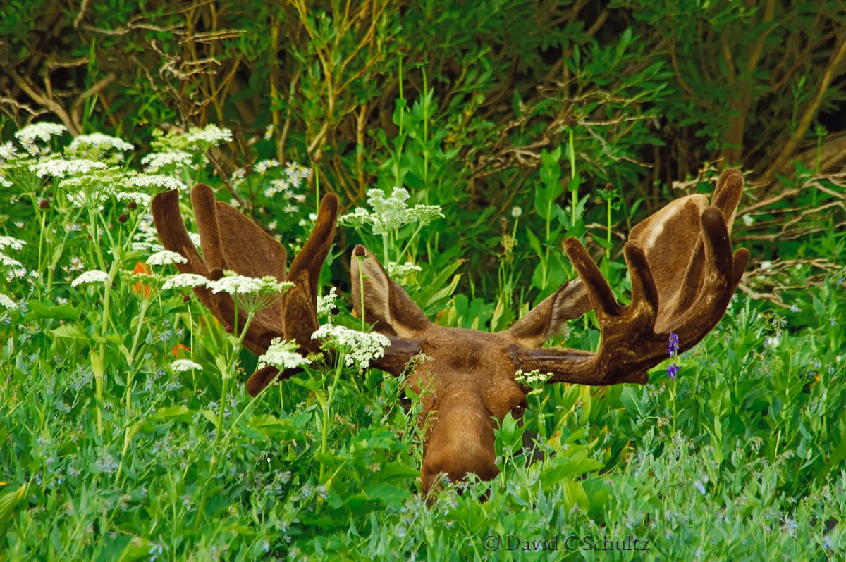 Смешной лосенок
