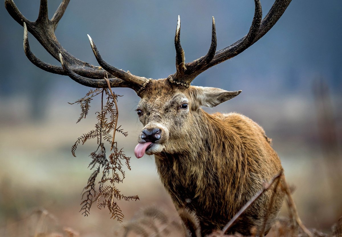 Забавный олень