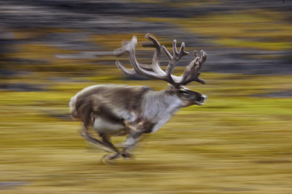 Быстрый олень