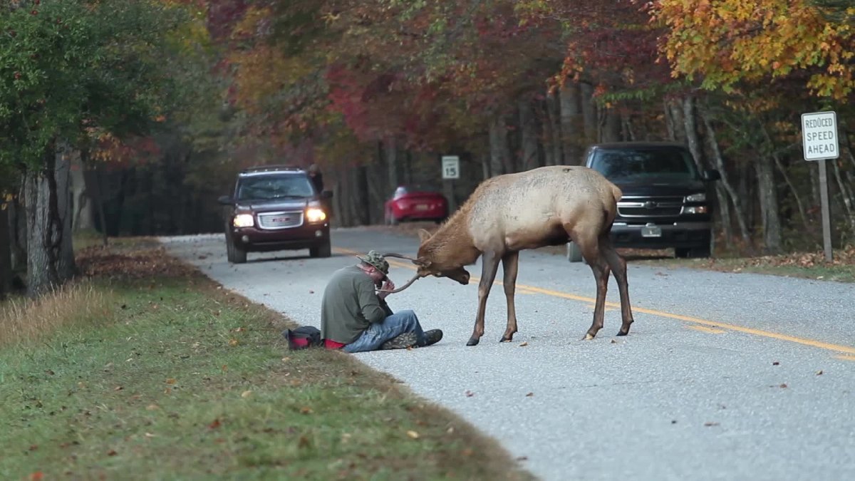 Пьяный олень