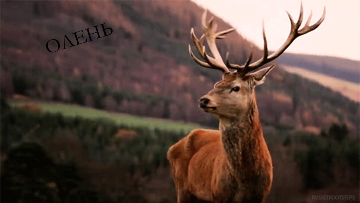 Олень гифка