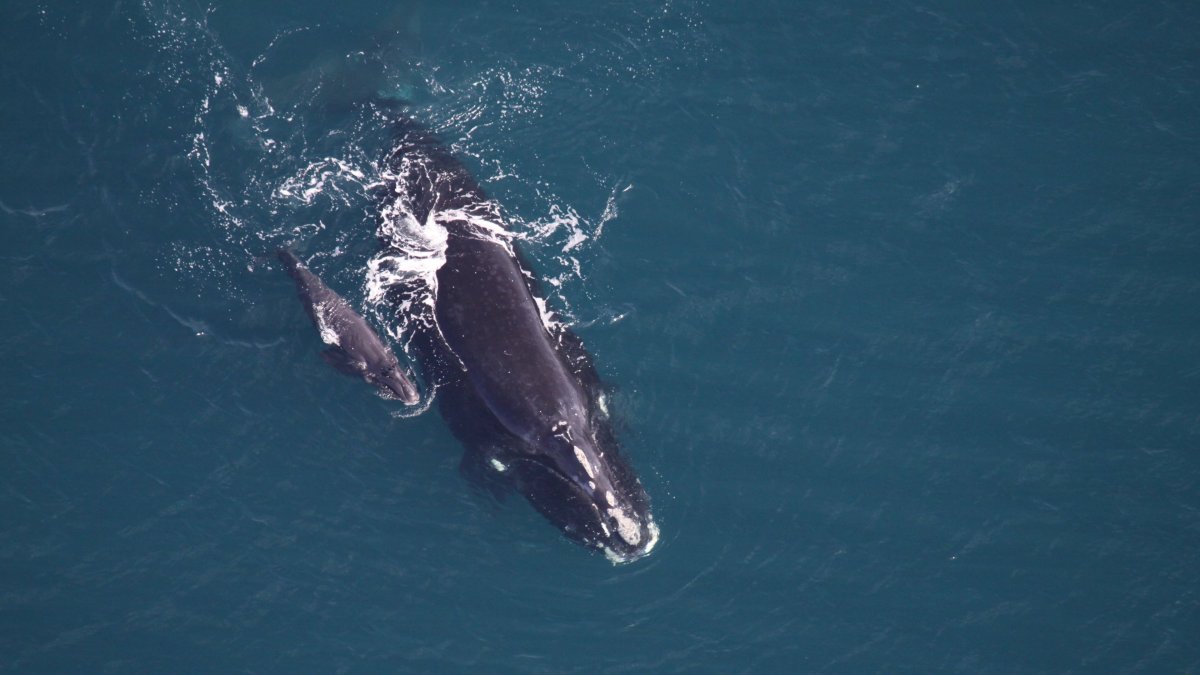 Моногамные животные кит