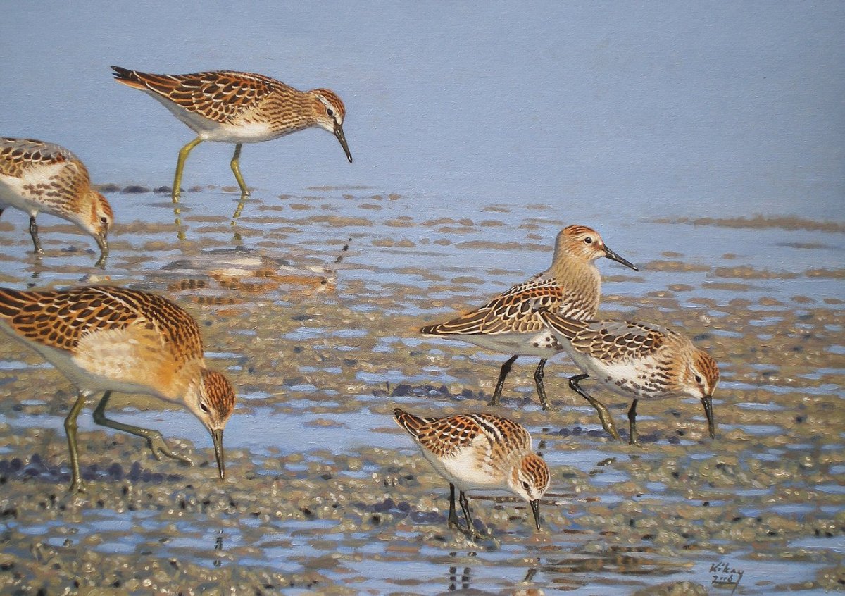 Кулики стая