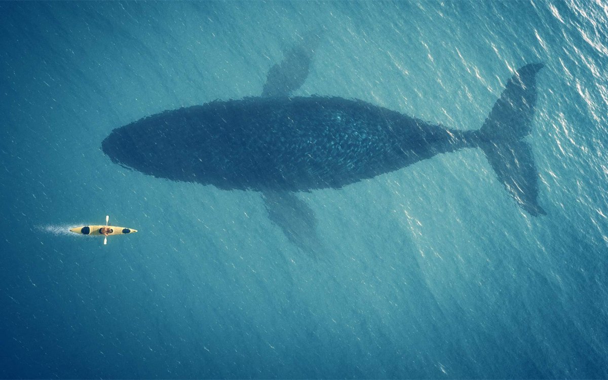 Кит в океане сверху