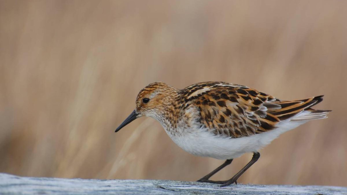 Кулик пеструшка