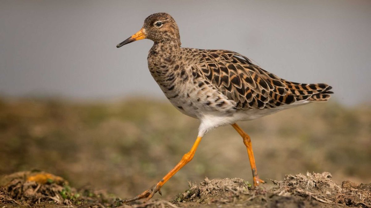 Турухтан самка