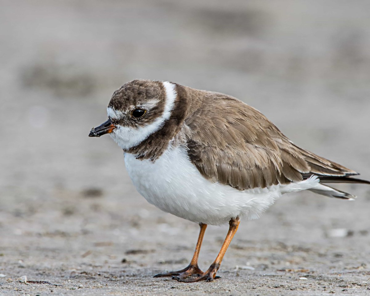 Кулик веретенник птица