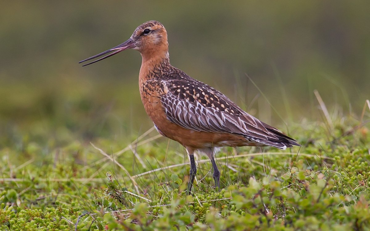 Кулик турухтан птица