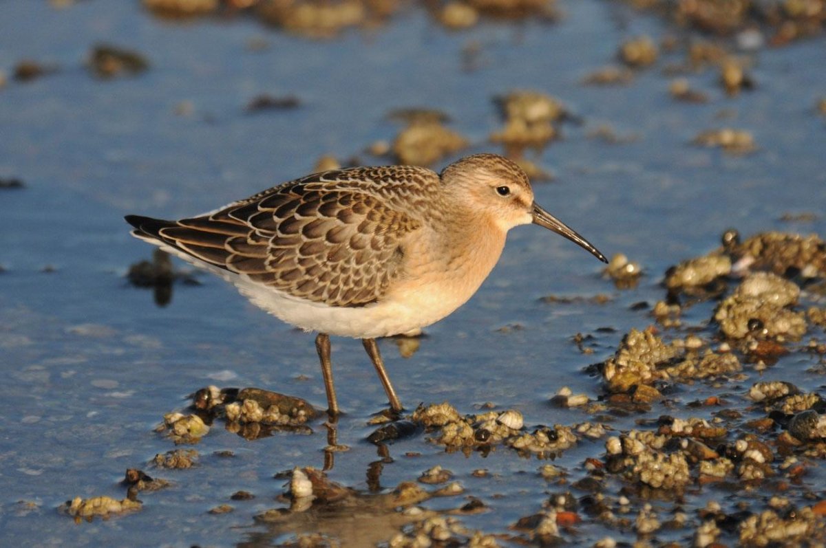 Отряд Ржанкообразные