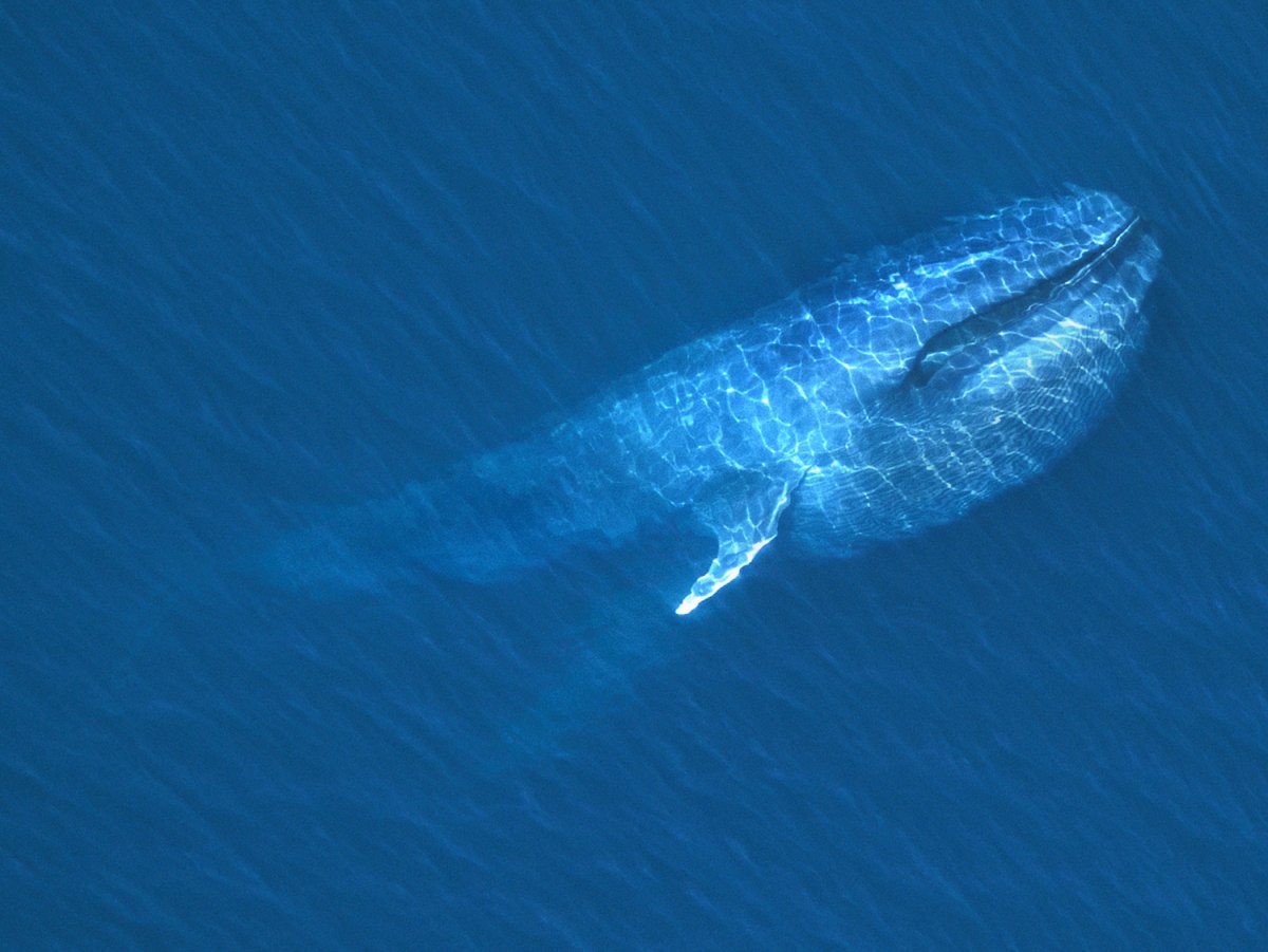 Кит мультяшный много