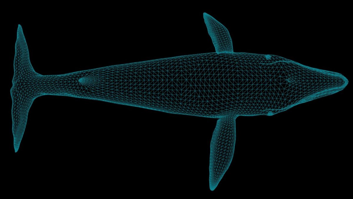 Дельфины вид сверху