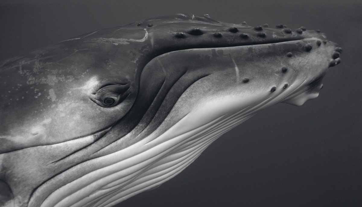 Белый кит фото