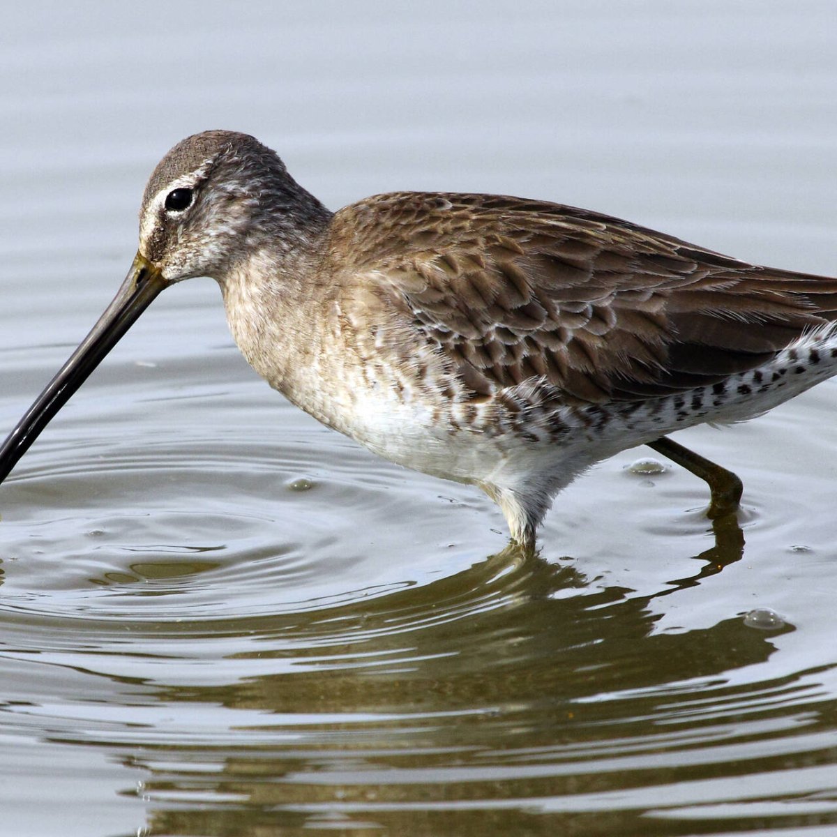 Вальдшнеп кроншнеп Бекас