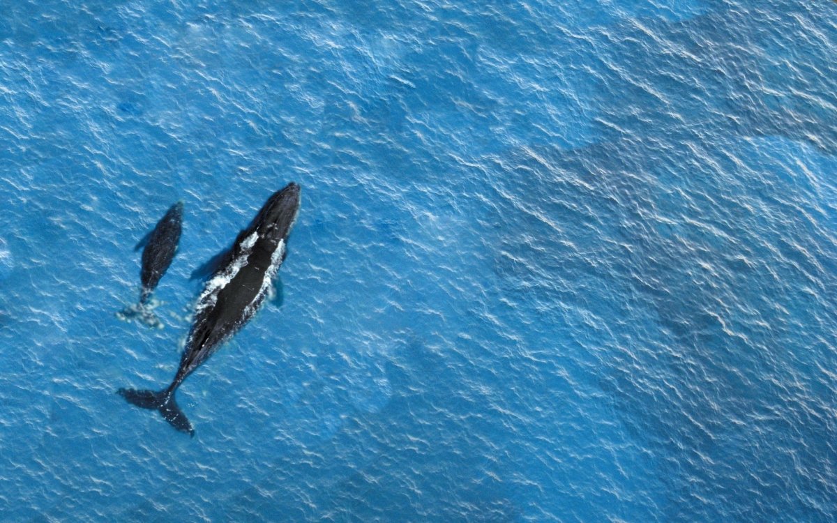 Кит в океане вид сверху