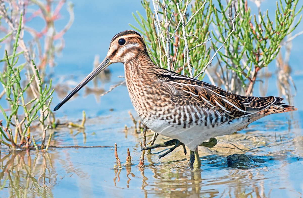 Обыкновенный Кулик-сорока