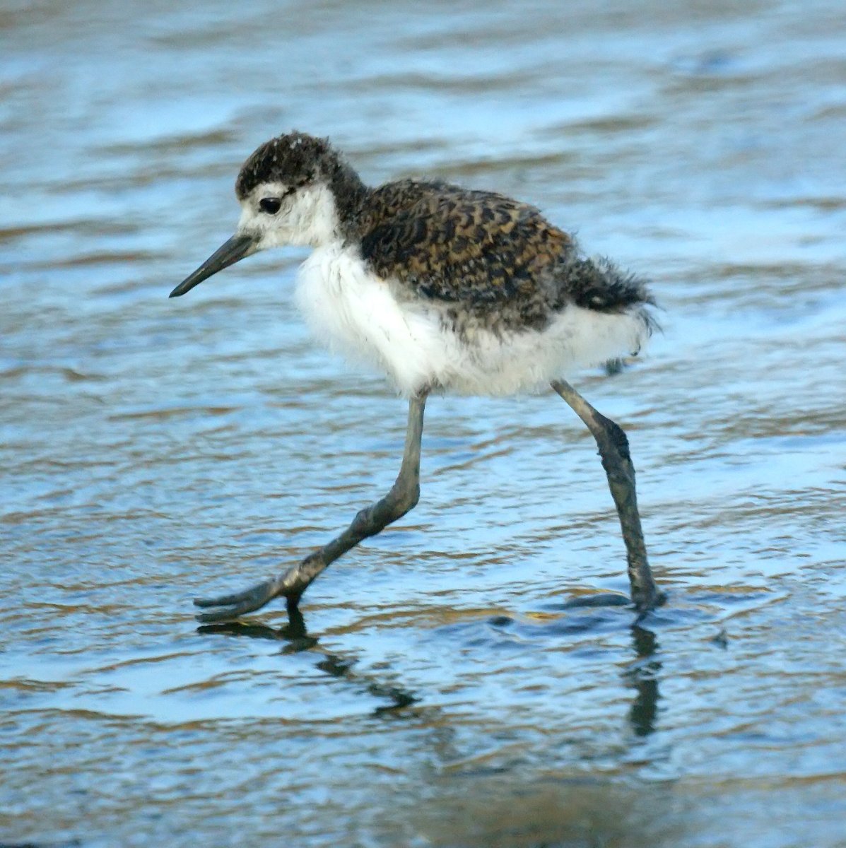 Calidris Alpina schinzii