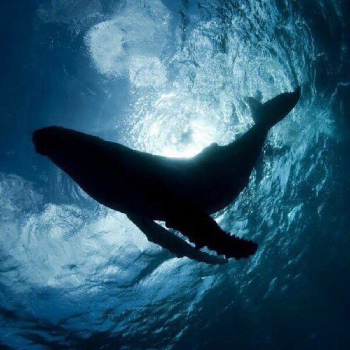 Кит Горбач картинки для детей