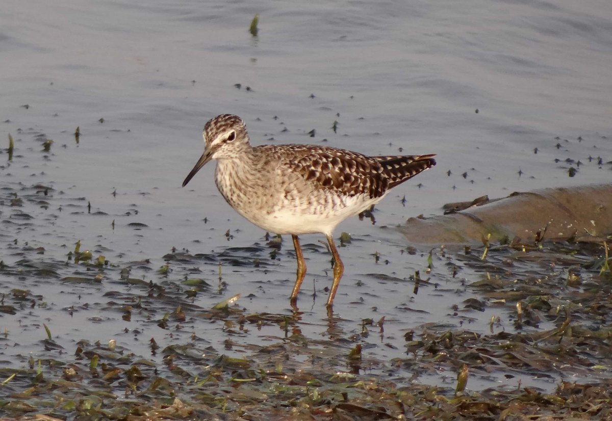 Магелланов Кулик-сорока