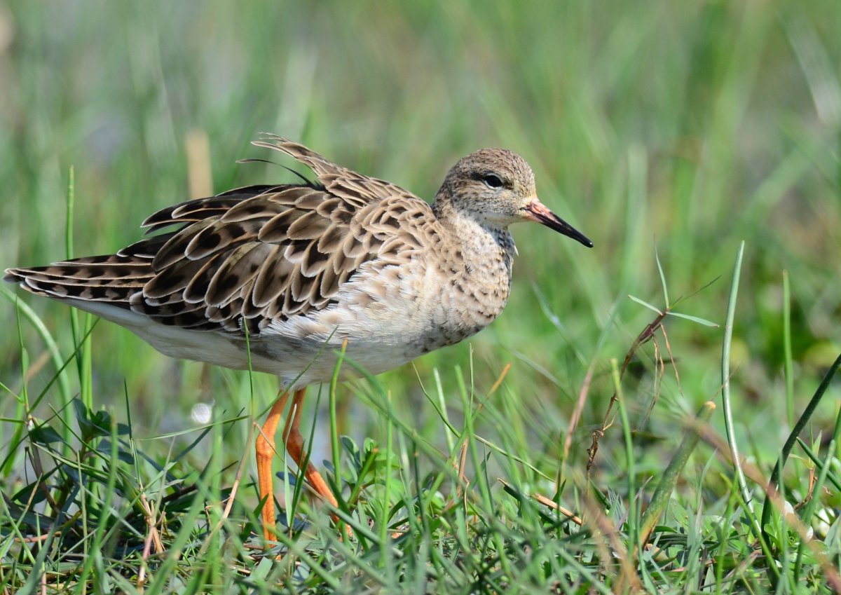 Кулик Бекас