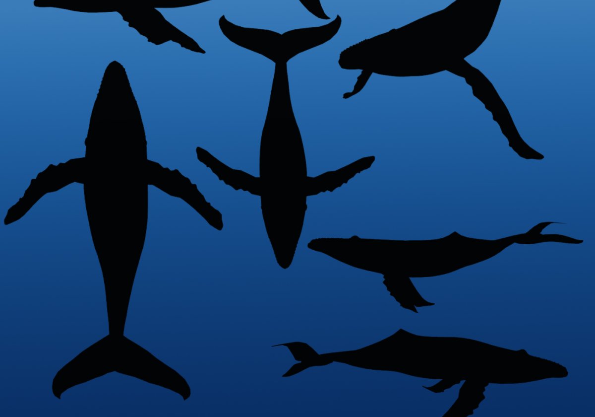 Кит вид сверху