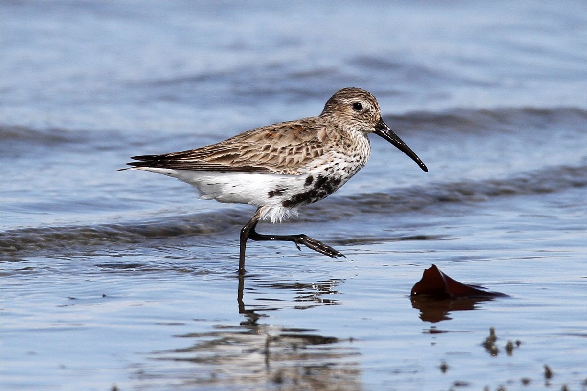 Кулик птица Болотная