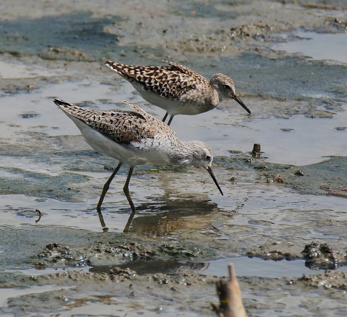 Кулик болотный