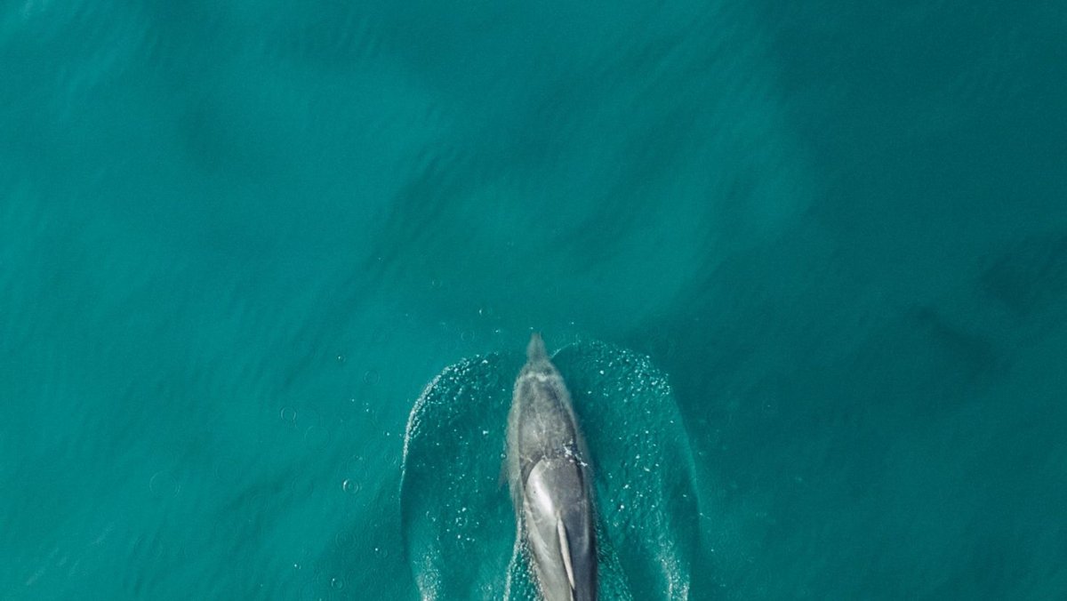 Акула БЛОХЭЙ Эстетика