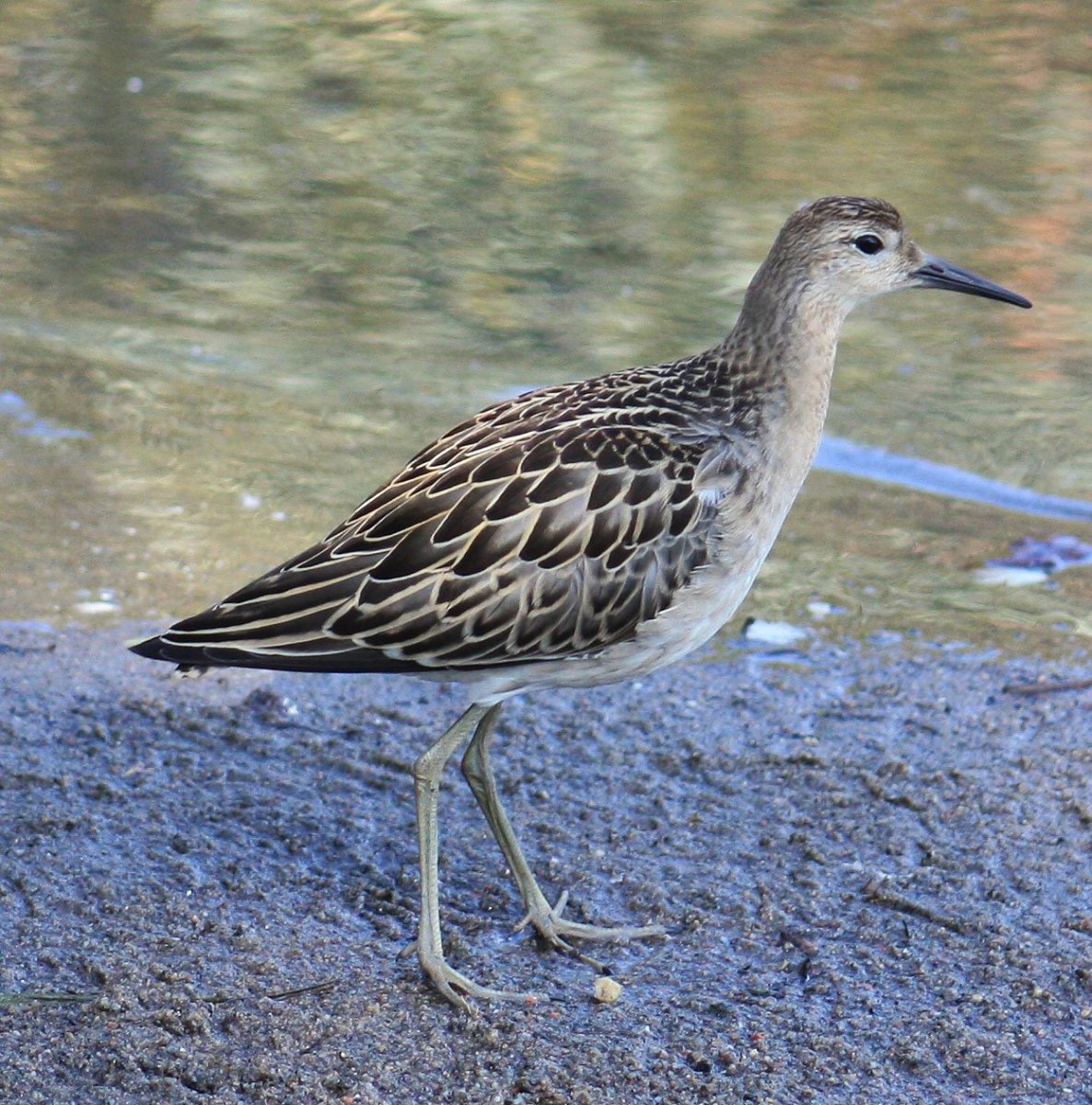 Кулик болотный