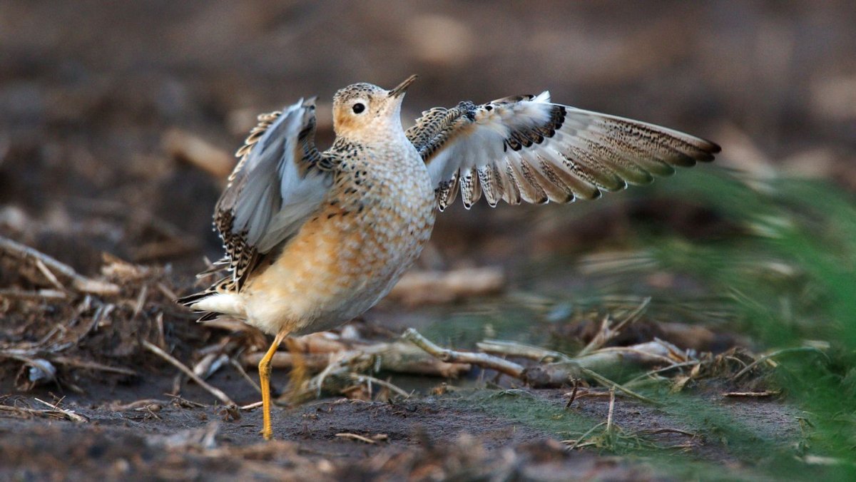 Кулик большой веретенник