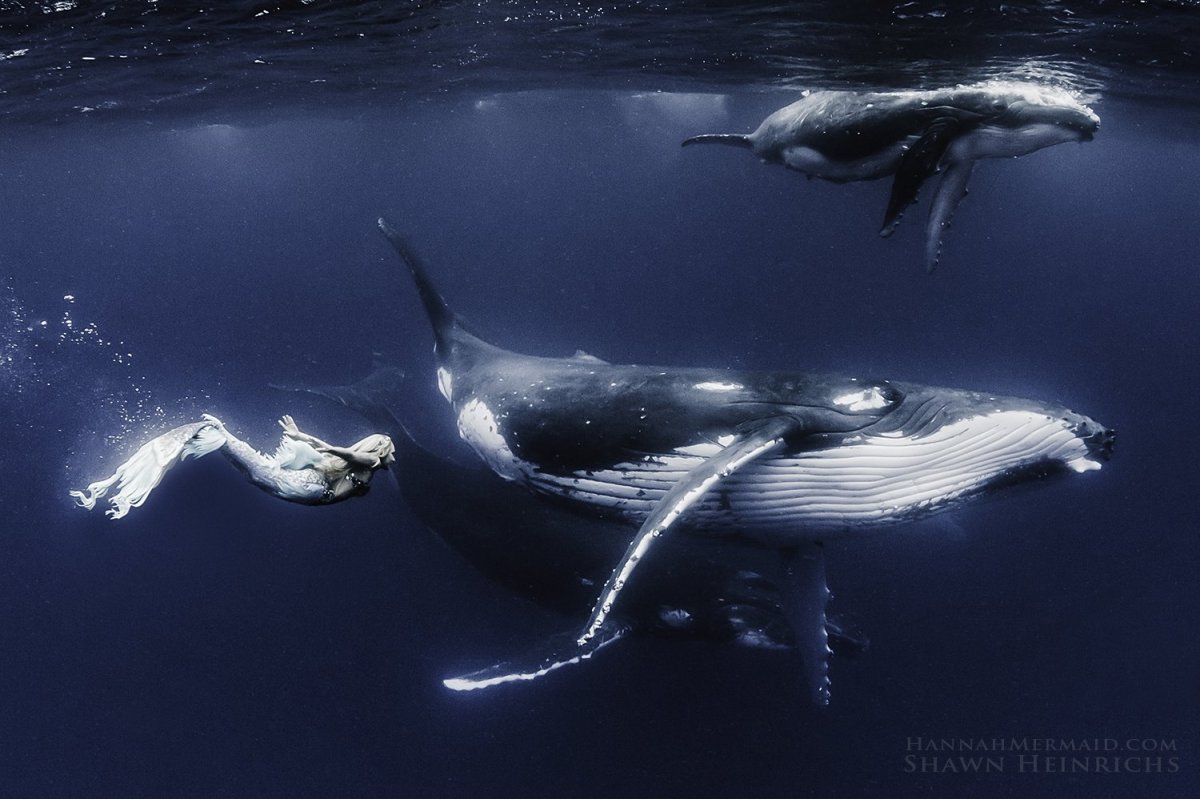 Киты в океане