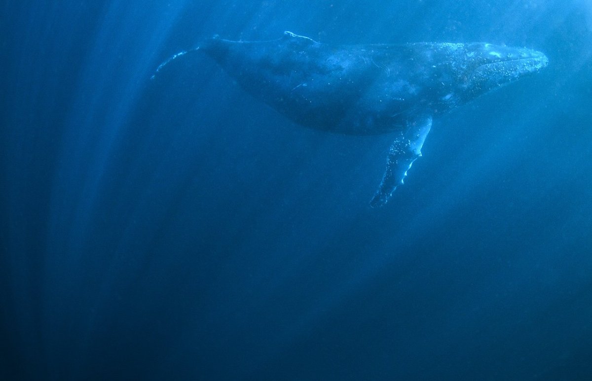 Белый кит арт