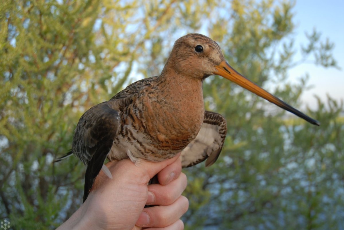 Исландский песочник (Calidris canutus)