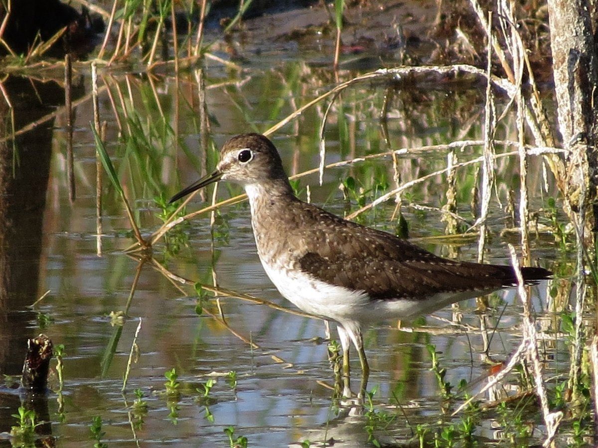 Семейство Кулики