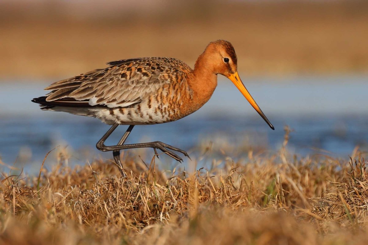 Азиатский бекасовидный веретенник