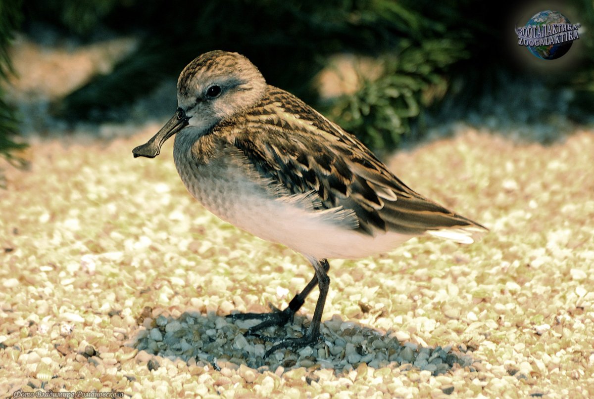 Кулик Лопатень птица