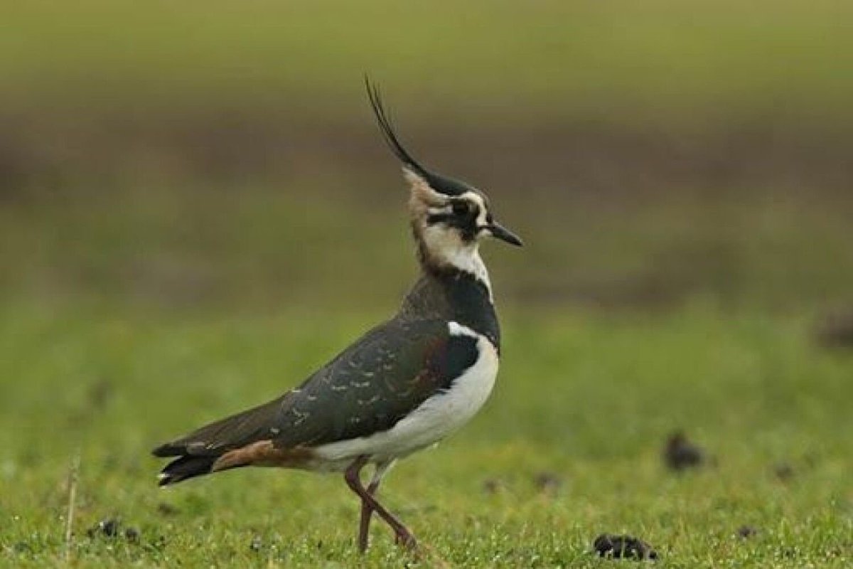 Кулик турухтан птица