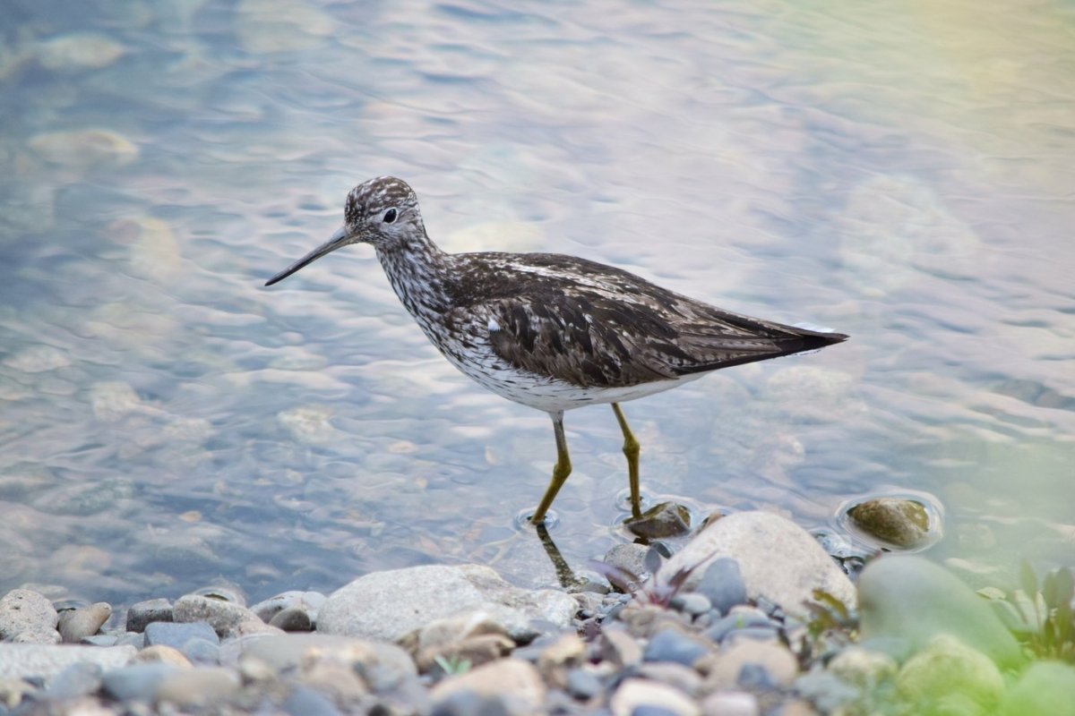 Семейство Куликовых птиц