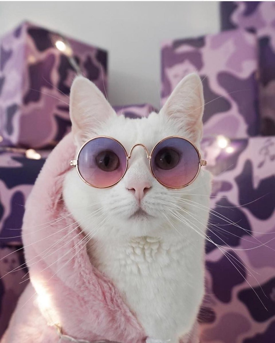 Кот в очках